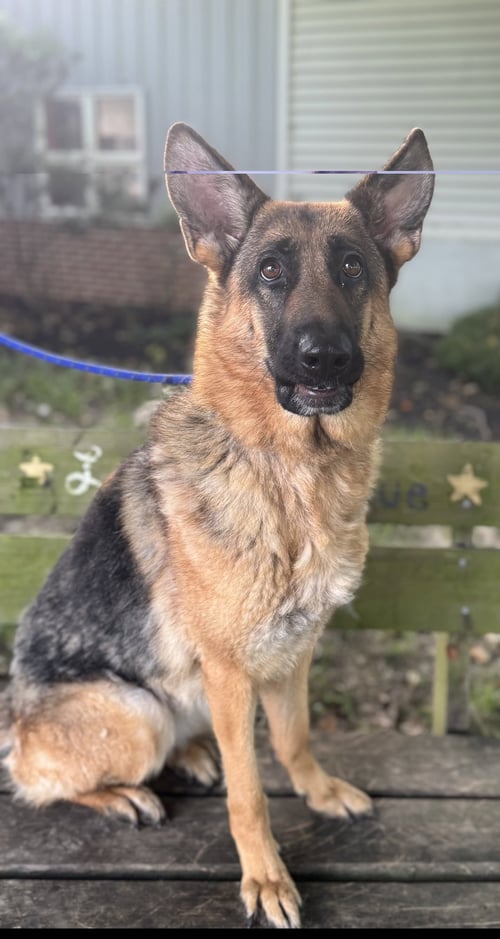 KORRA - German Shepherd Dog available for adoption