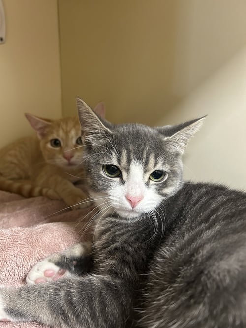 SILVER - Domestic Short Hair for adoption in Lancaster