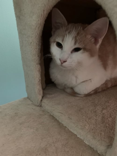 COMET - Domestic Short Hair available for adoption