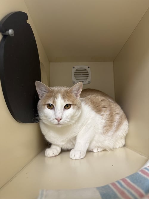 COMET - Domestic Short Hair available for adoption