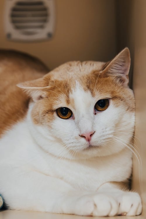 COMET - Domestic Short Hair available for adoption
