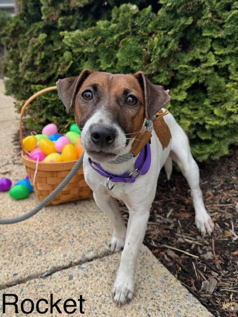 ROCKET - Jack Russell Terrier for adoption in Lancaster