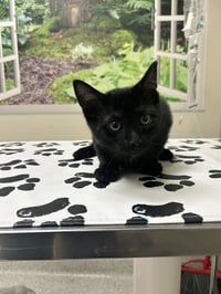 Luigi - Photo 1