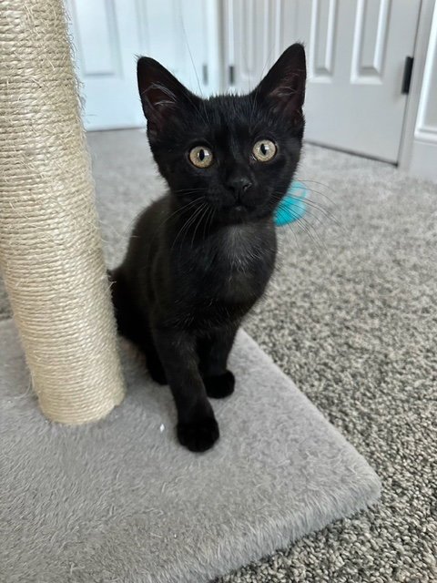 PEACH - Domestic Short Hair available for adoption