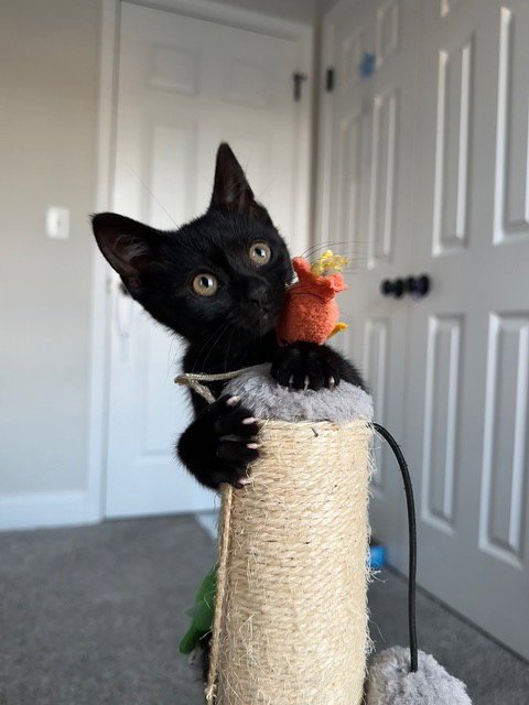 PEACH - Domestic Short Hair available for adoption