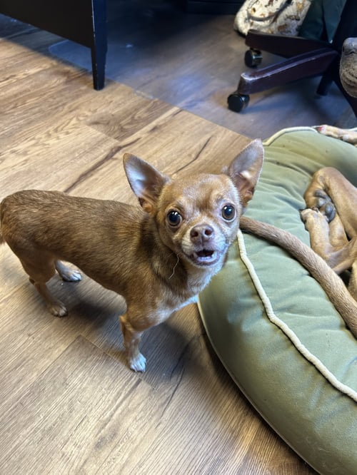 KAI - Chihuahua available for adoption