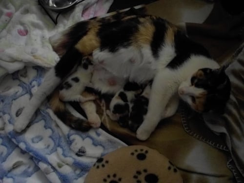 ELLIE - Domestic Short Hair available for adoption