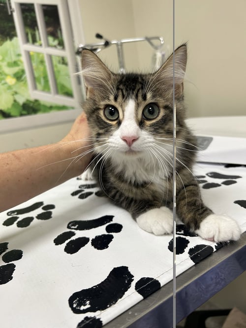 PHIL - Domestic Long Hair available for adoption