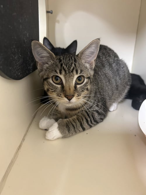 TIGRESS - Domestic Short Hair available for adoption