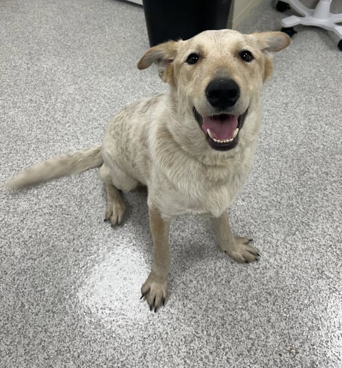 CLYDE - Cattle Dog for adoption in Lancaster