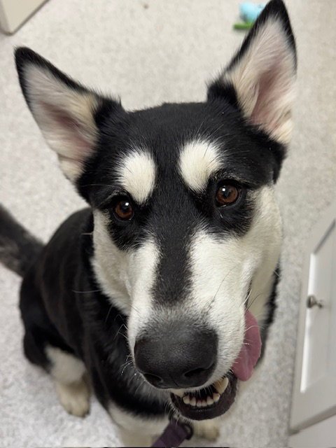 KITA - Alaskan Malamute for adoption in Lancaster