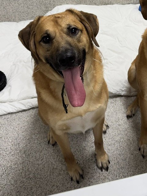 HICKORY - Rhodesian Ridgeback / Great Pyrenees available for adoption