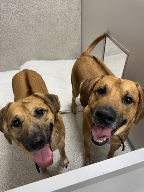 HICKORY - Rhodesian Ridgeback / Great Pyrenees available for adoption