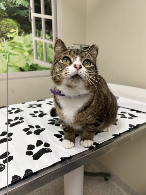 MISSY - Domestic Short Hair available for adoption
