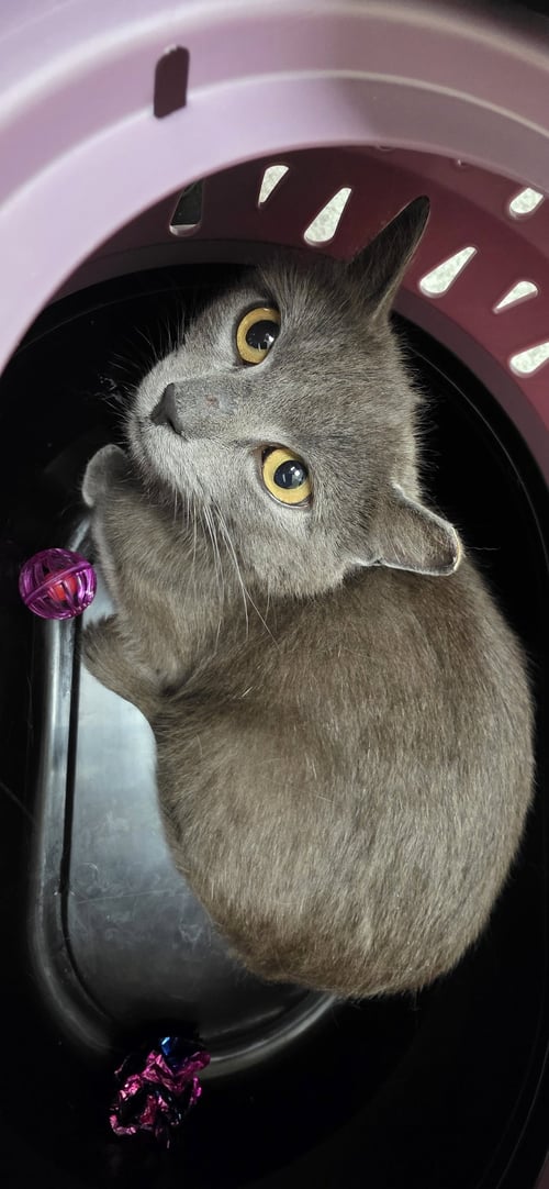 GRETTA - Domestic Short Hair available for adoption