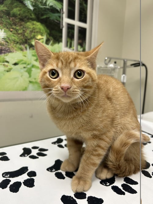 OVI - Domestic Short Hair available for adoption