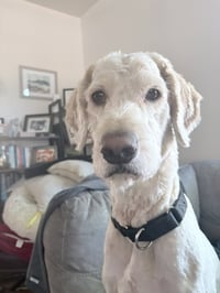 Mulligan - Photo 1