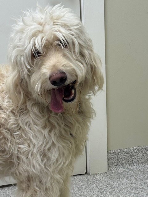 MULLIGAN - Labrador Retriever / Poodle (Standard) available for adoption