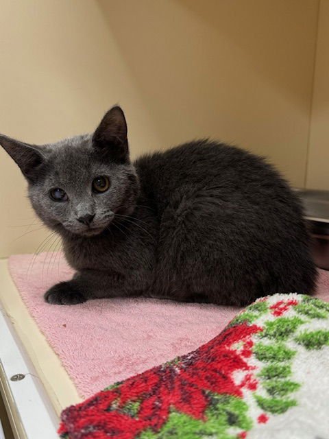 ALICE - Domestic Short Hair available for adoption