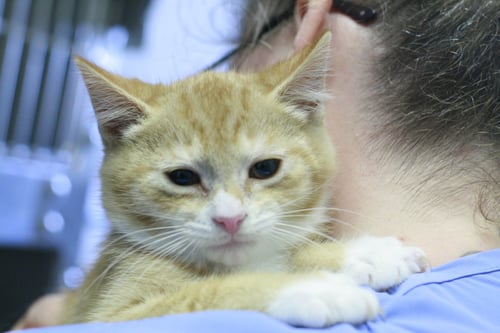 WILBUR - Domestic Short Hair available for adoption