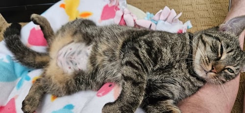 BRIDGETTE - Domestic Short Hair available for adoption