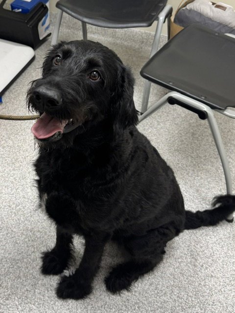 OREO - Labrador Retriever / Poodle (Standard) available for adoption