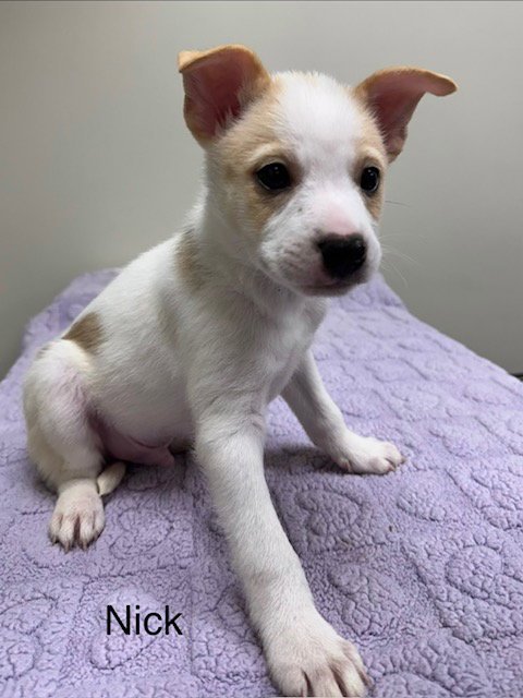 NICK - Pomeranian / Husky for adoption in Lancaster