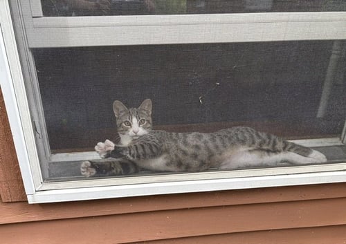 TEDDY - Domestic Short Hair available for adoption
