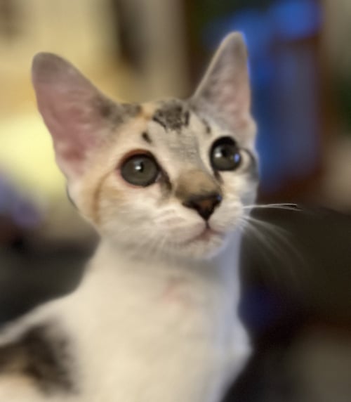 IVY - Domestic Short Hair available for adoption