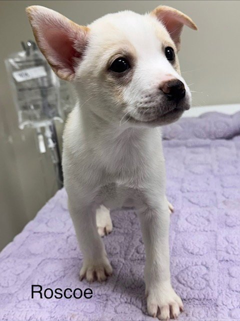 ROSCOE - Pomeranian / Husky for adoption in Lancaster
