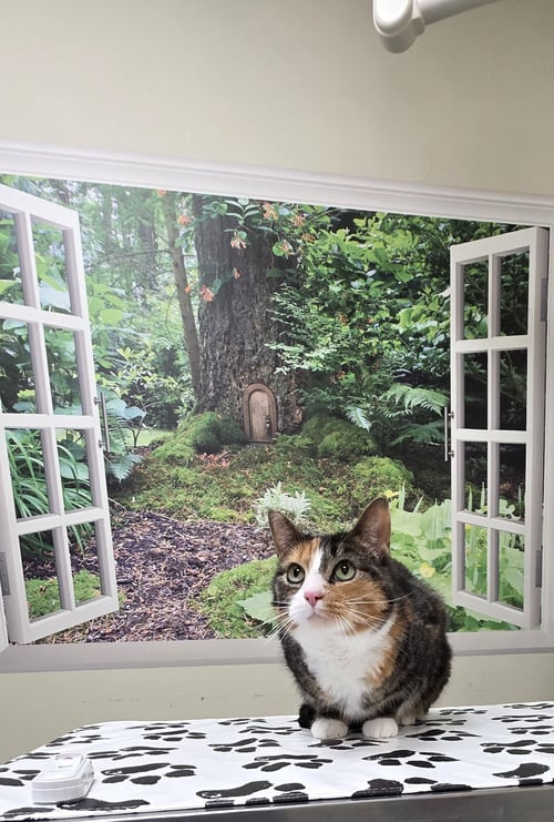 KIT KAT - Domestic Short Hair for adoption in Lancaster