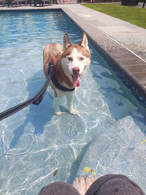 PRINCE - Husky available for adoption