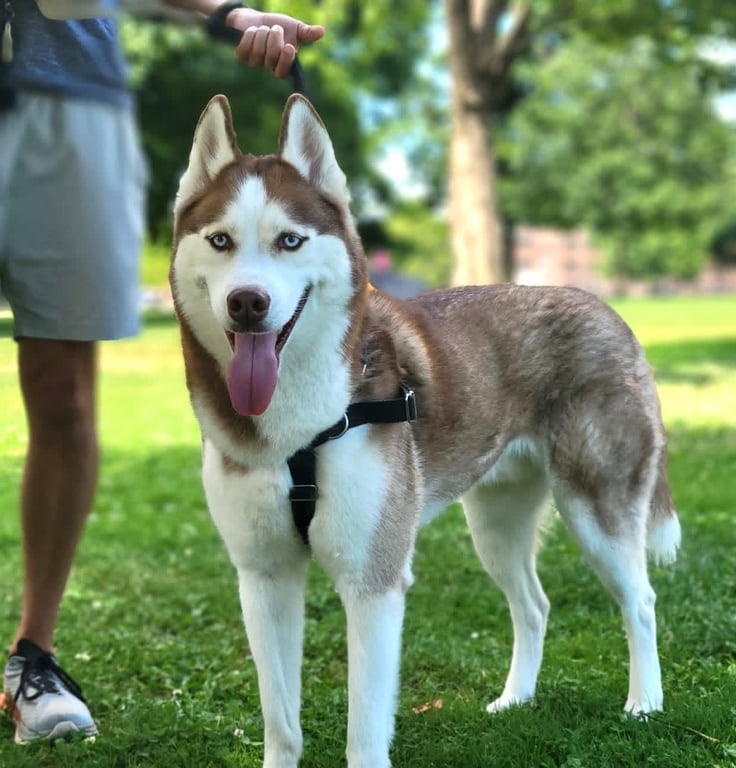 Prince Image
