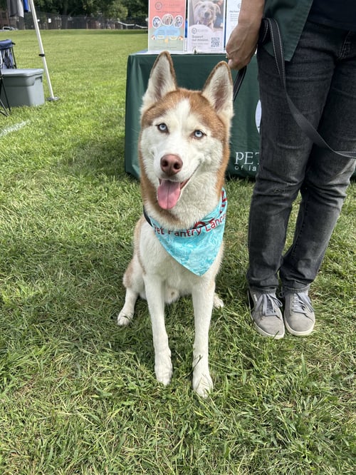 PRINCE - Husky for adoption in Lancaster