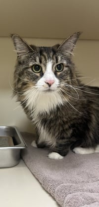 Callie - Photo 1