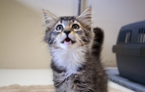 CALLIE - Domestic Long Hair available for adoption