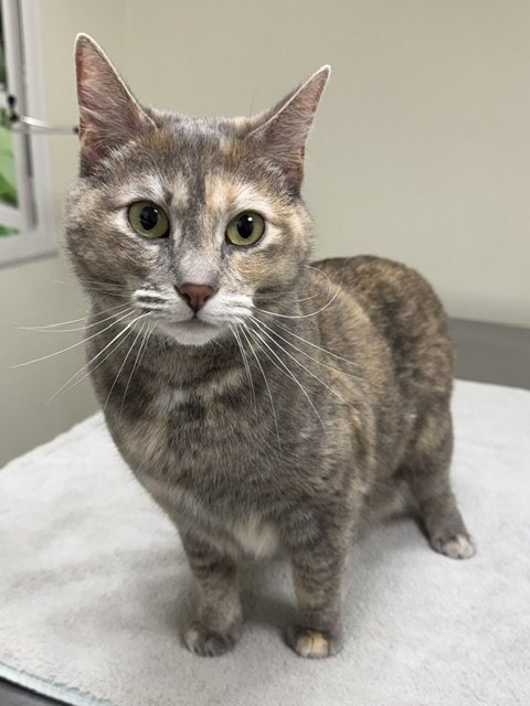 Ellie Mae Image
