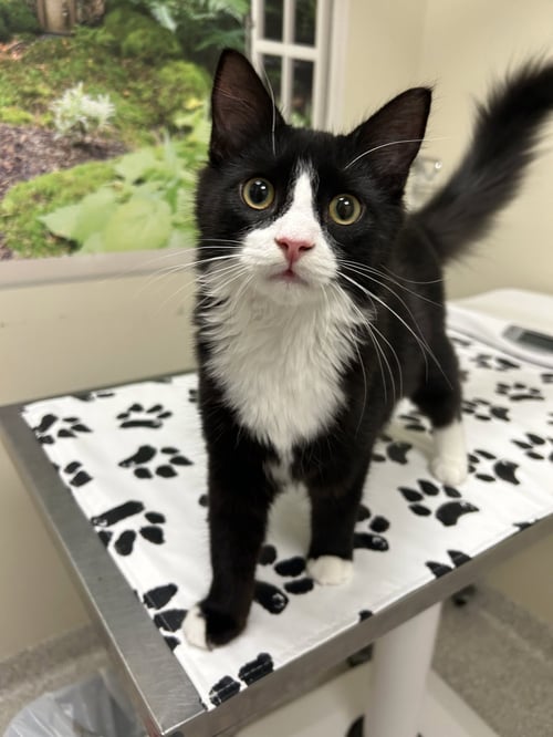 HALLOW - Domestic Medium Hair available for adoption
