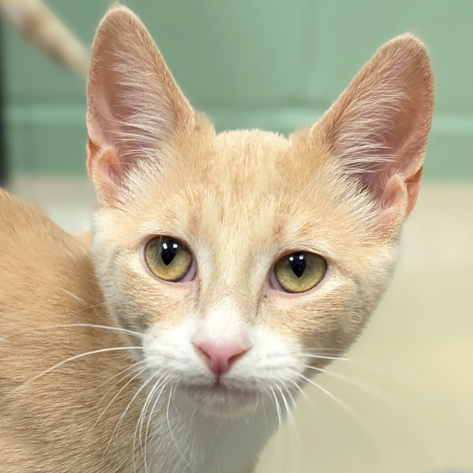 LUNA - Domestic Short Hair available for adoption