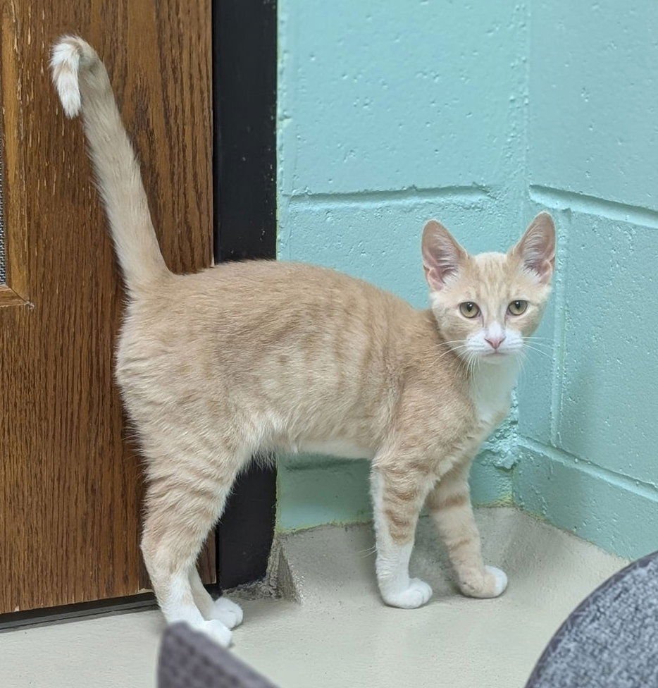 LUNA - Domestic Short Hair available for adoption