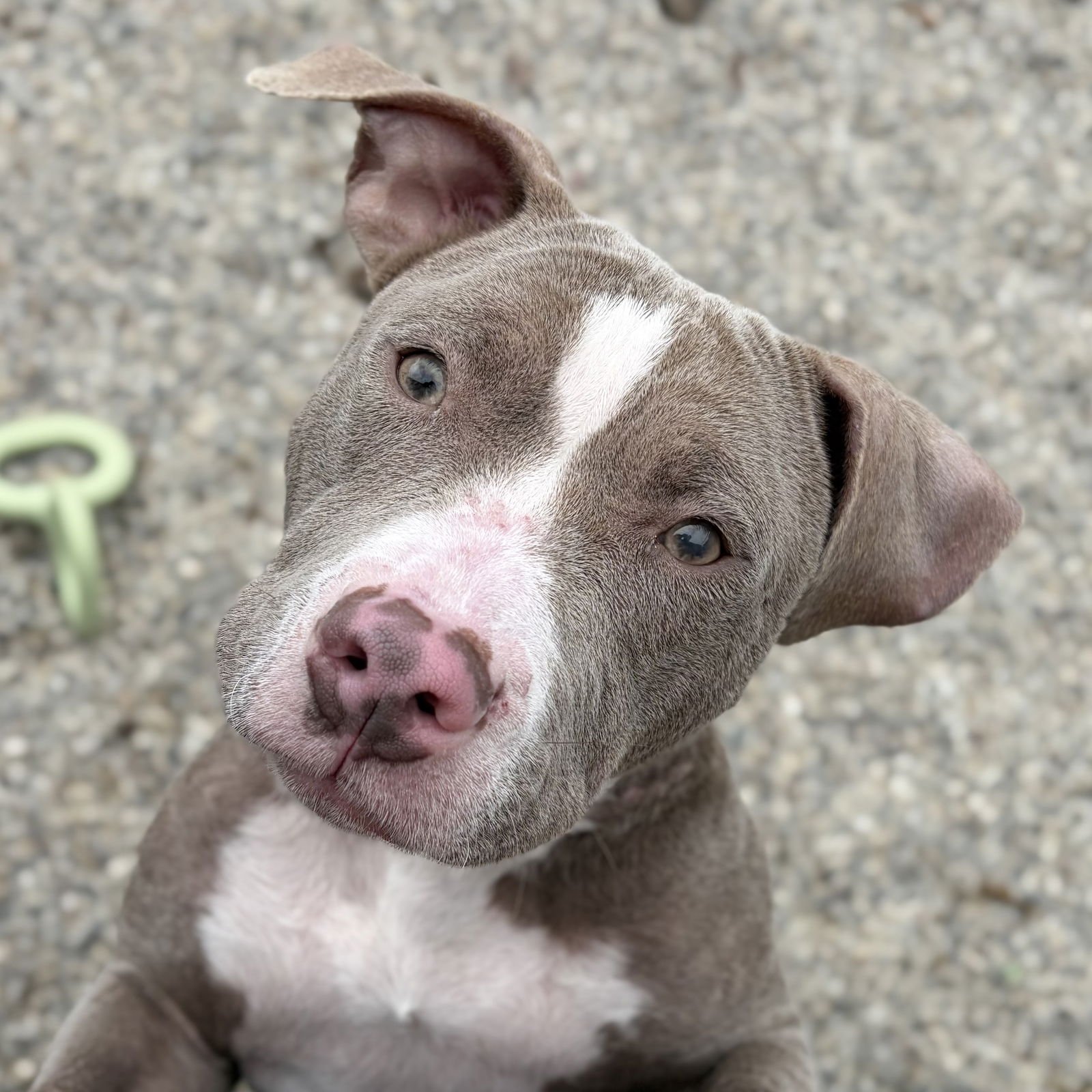 HONEY COMB - IN FOSTER! - American Pit Bull Terrier available for adoption