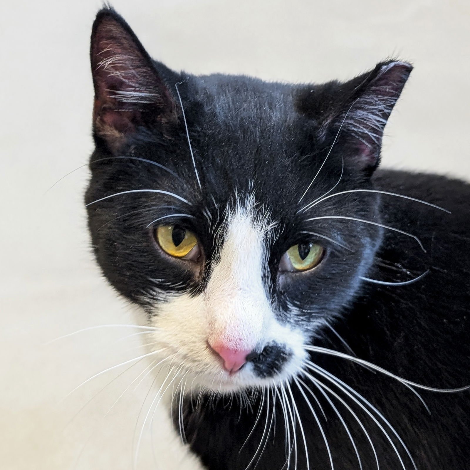 INK SPOT - NAME YOUR OWN ADOPTION FEE! - Domestic Short Hair available for adoption