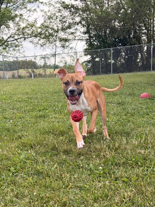 ANDY - Terrier available for adoption