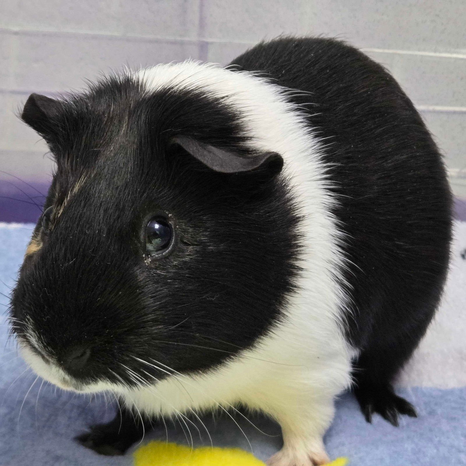 MR TWIGGLES - NAME YOUR OWN ADOPTION FEE! - Guinea Pig available for adoption