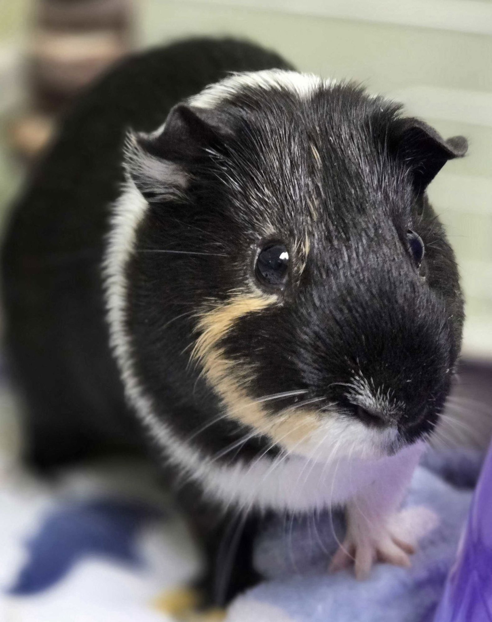 MR TWIGGLES - NAME YOUR OWN ADOPTION FEE! - Guinea Pig available for adoption