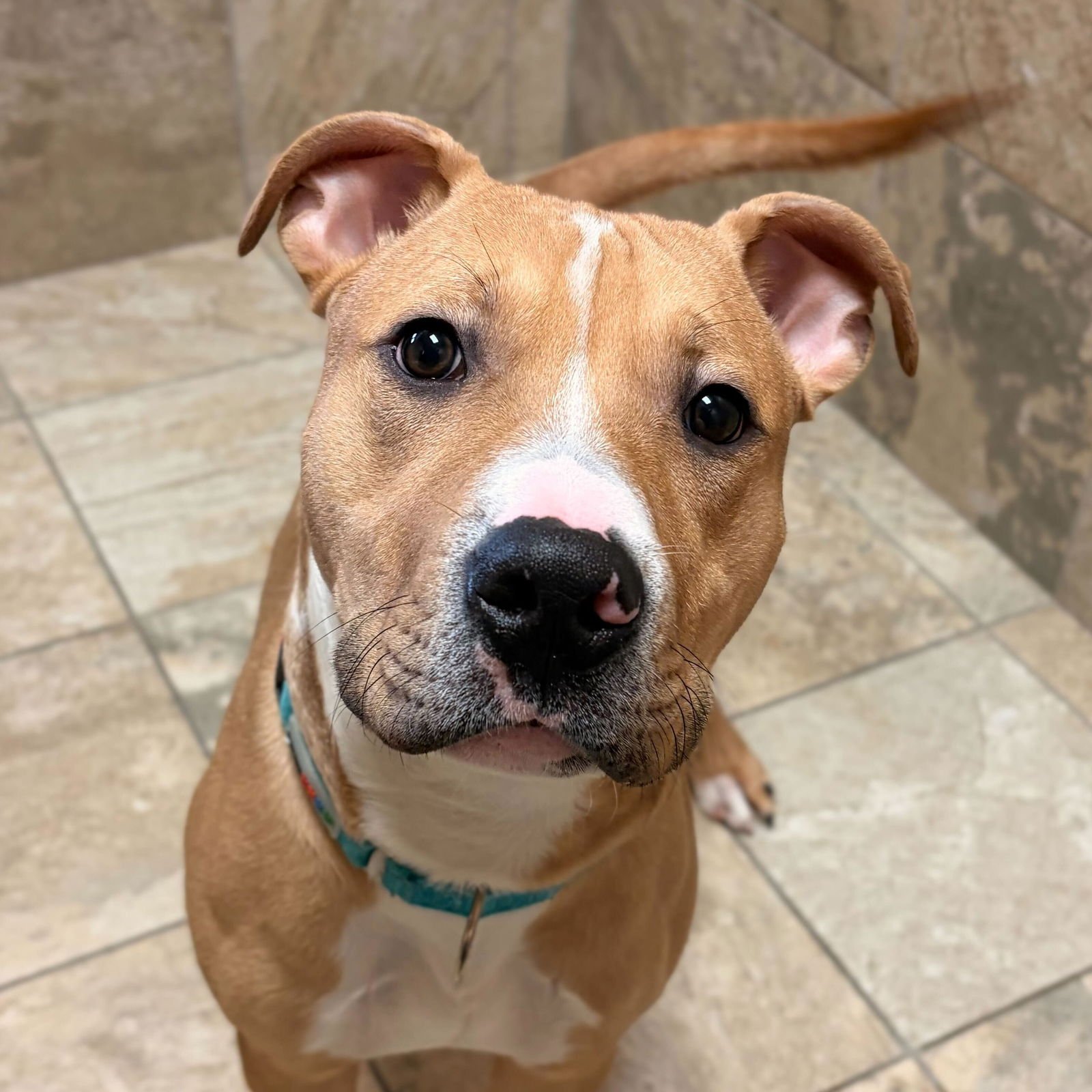 MILO - Terrier available for adoption