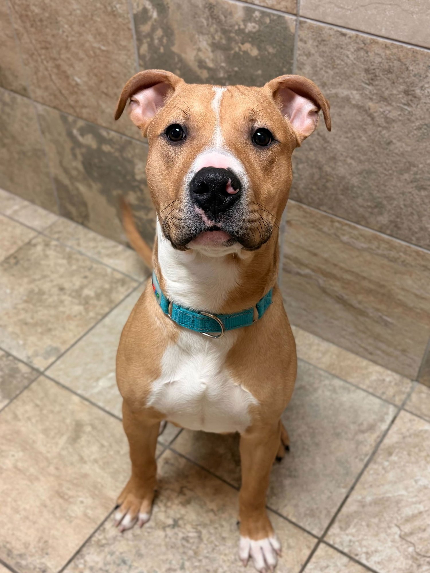 MILO - Terrier available for adoption