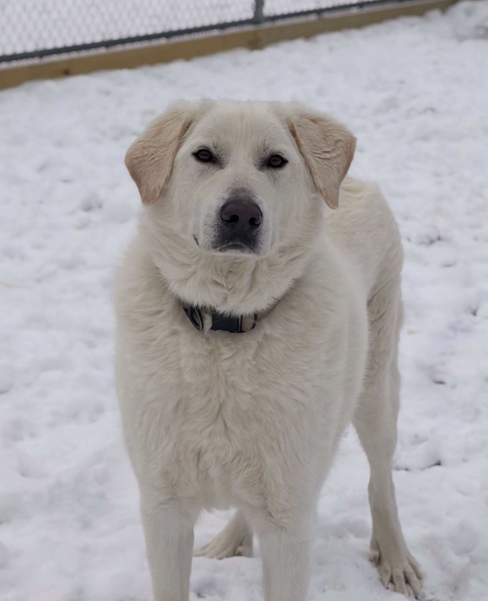 GOOSE - Great Pyrenees available for adoption