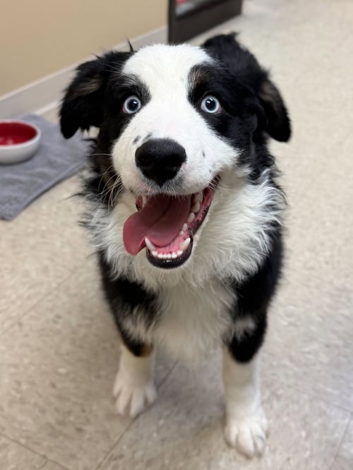 FINN - Australian Shepherd available for adoption