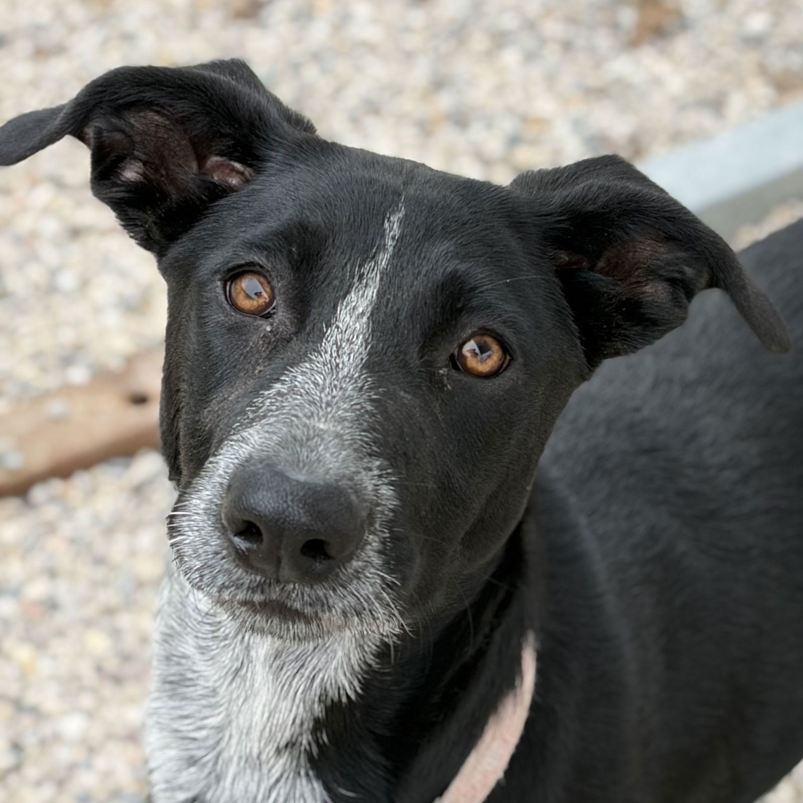 SUGAR - ADOPTION FEE SPONSORED! - Labrador Retriever available for adoption